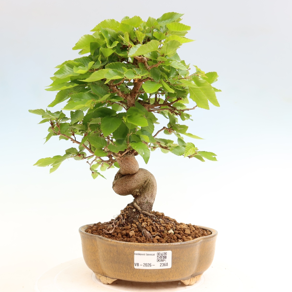 Bonsai voor buiten -Carpinus Coreana - Koreaanse haagbeuk