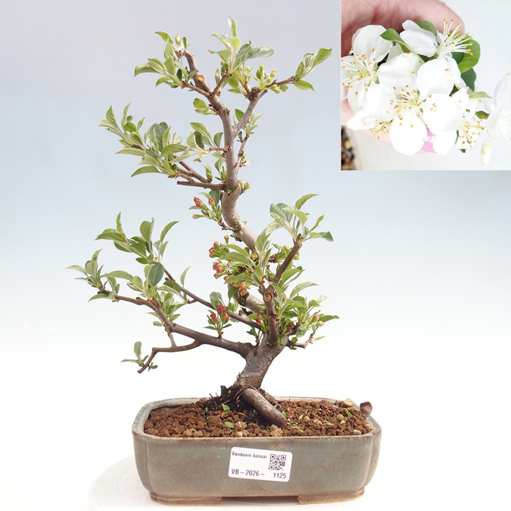 Bonsai voor buiten - Malus sargentii - Appelboom met kleine vruchten