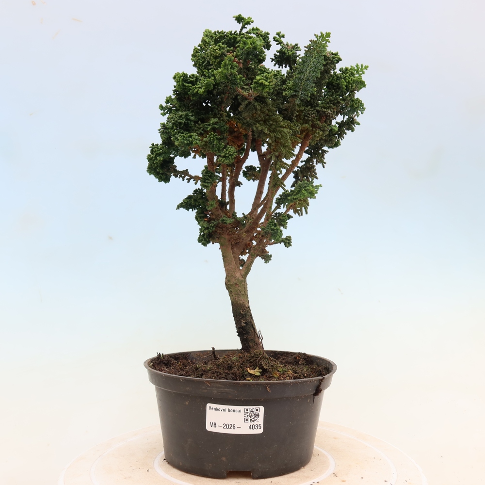 Bonsai voor buiten - Cham. obtusa SEKKA HINOKI - Cipres