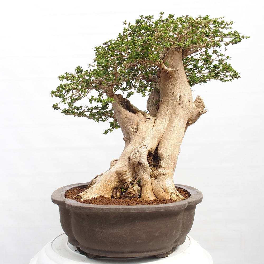 Bonsai voor binnen - Premna serratifolia - Kozlovna malolista