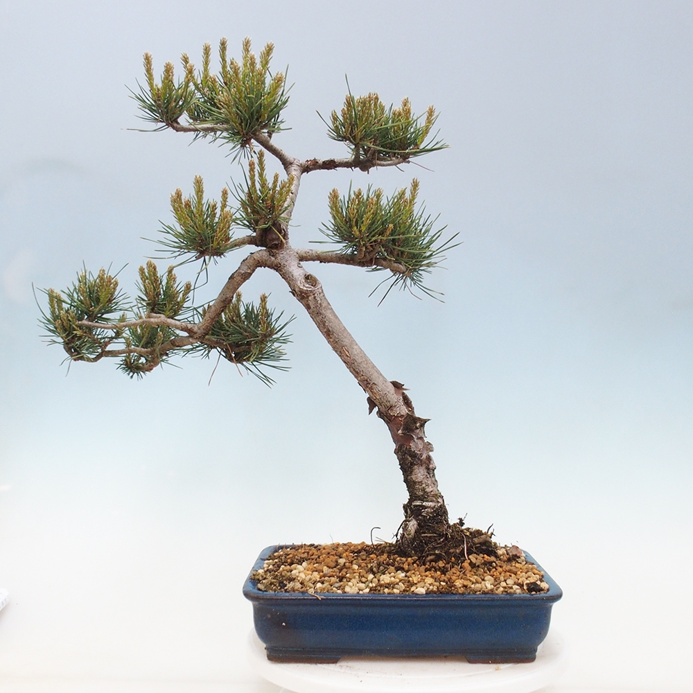 Bonsai voor buiten - Pinus Sylvestris Watererri - grove den