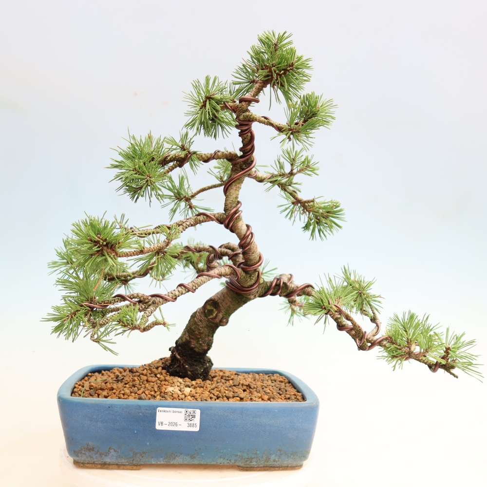 Bonsai voor buiten - Pinus mugo Humpy  - Bergden