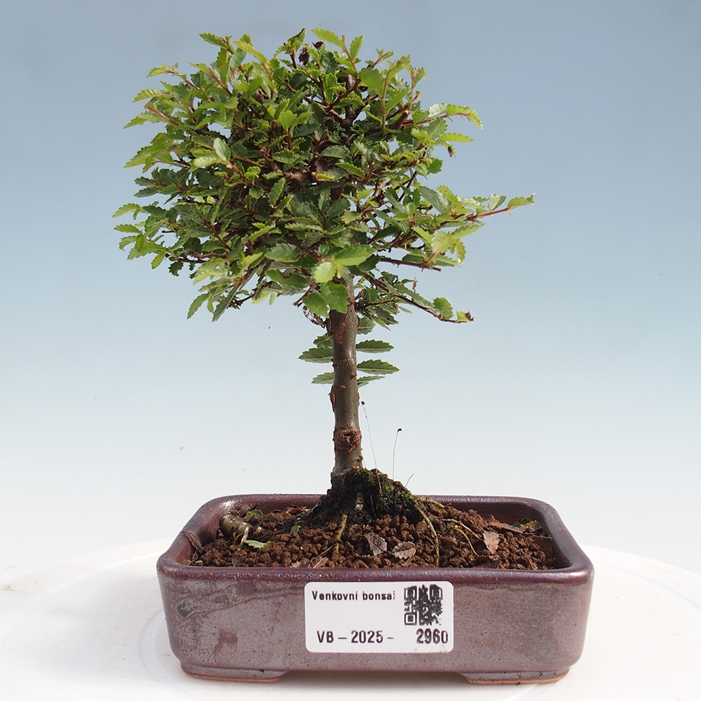 Bonsai voor buiten - Ulmus parvifolia Sagei - Kleinbladige iep