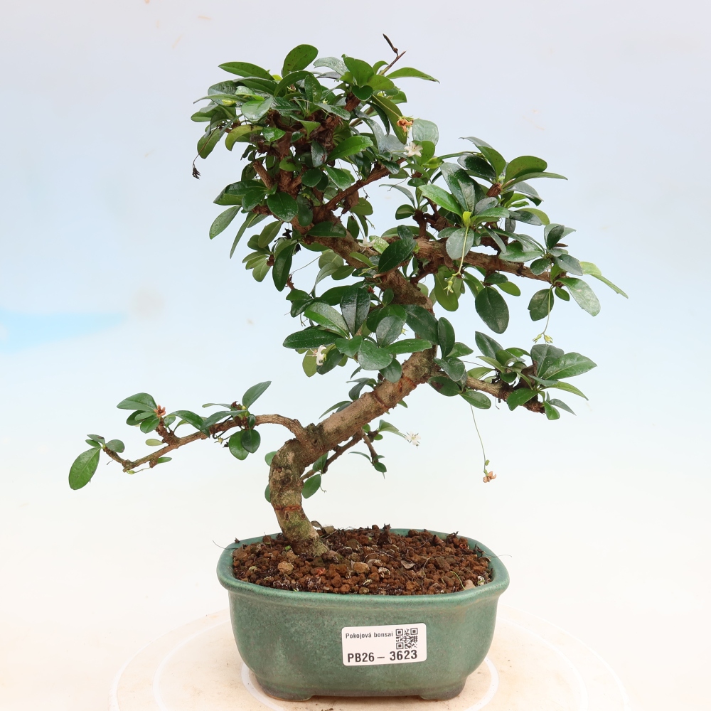 Kamerbonsai - Carmona macrophylla - Thee fuki