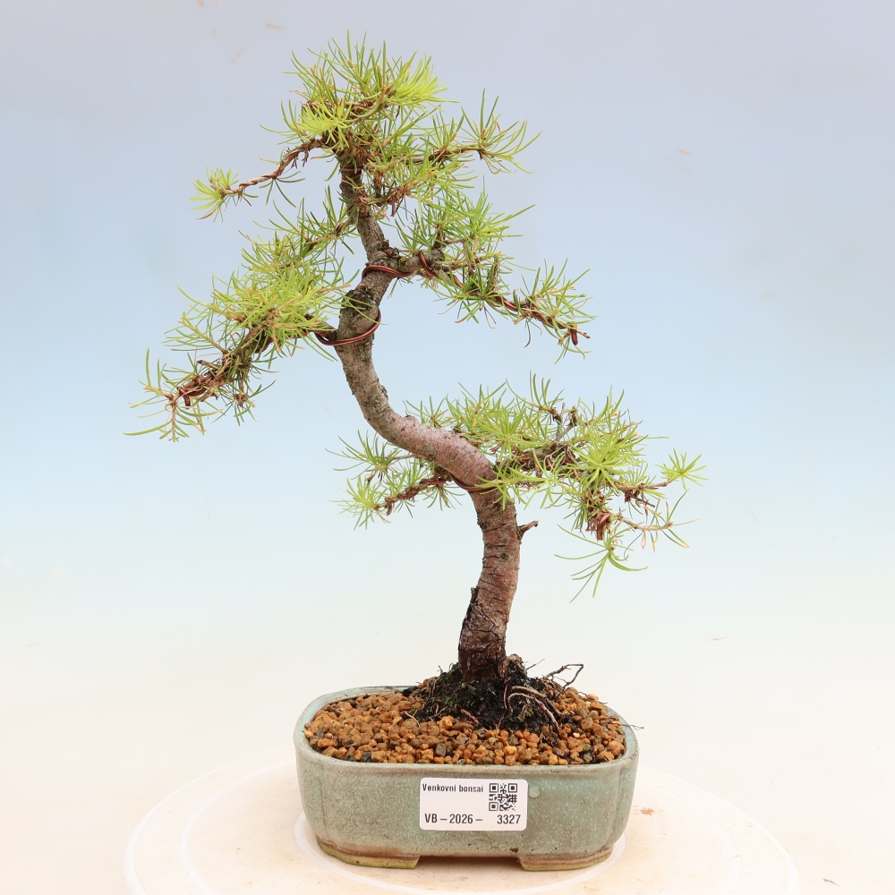 Bonsai voor buiten -Larix decidua - Lariks