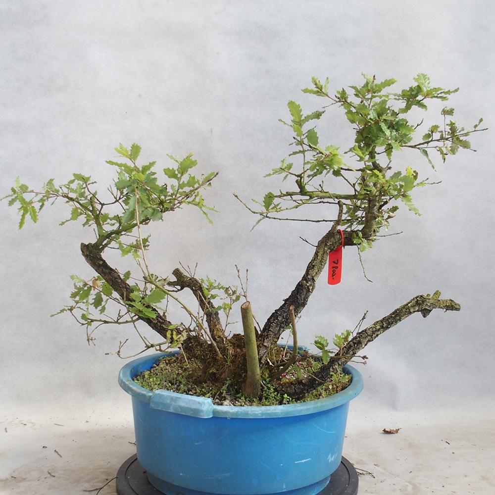 Buiten bonsai Quercus Cerris - Eik Cer