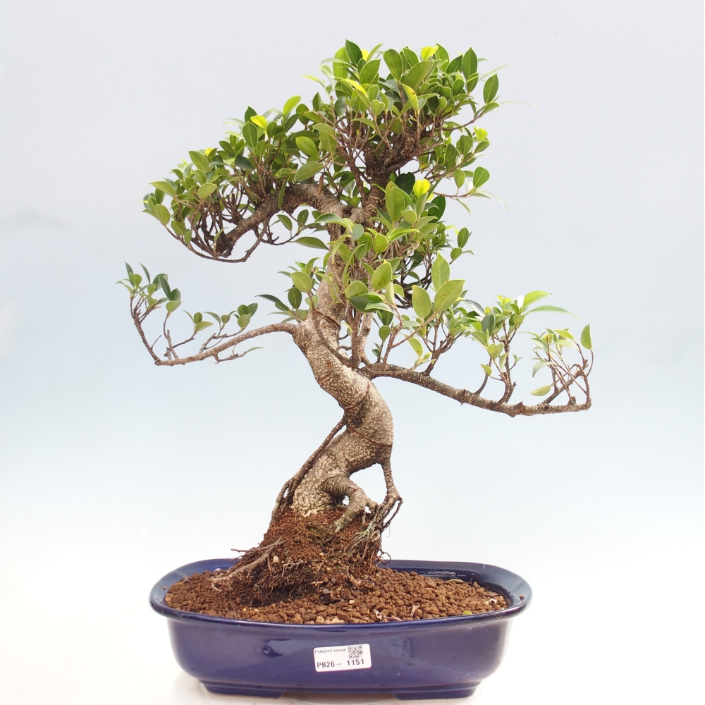 Kamerbonsai - Ficus kimmen - kleinbladige ficus