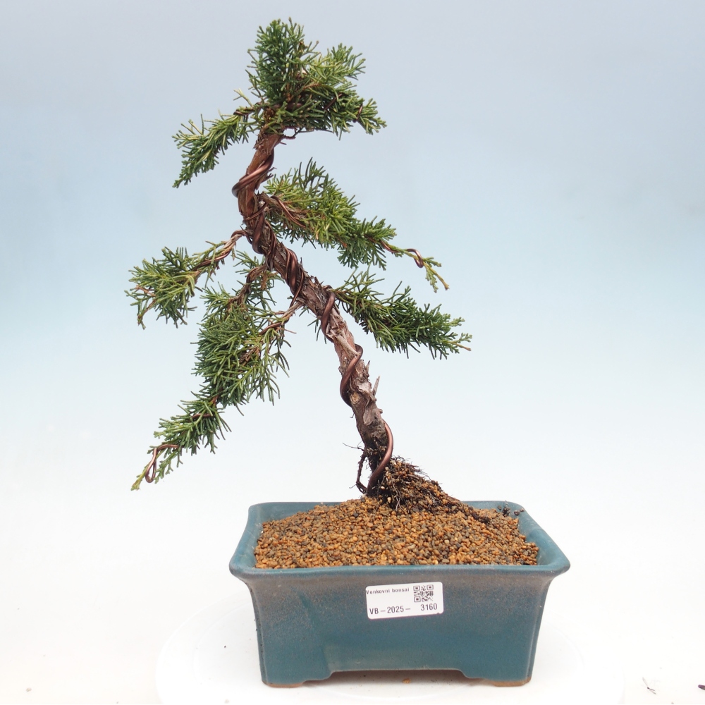 Bonsai voor buiten - Juniperus chinensis Kishu