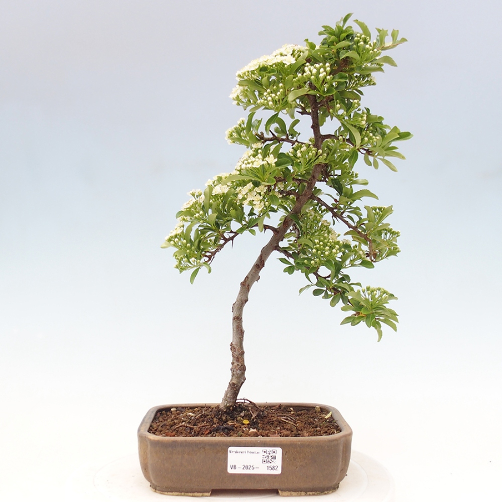 Bonsai-Pyracantha Teton voor buiten -Hlox