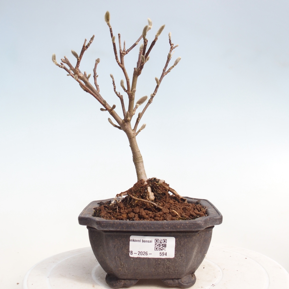 Bonsai voor buiten - Magnolia stellata