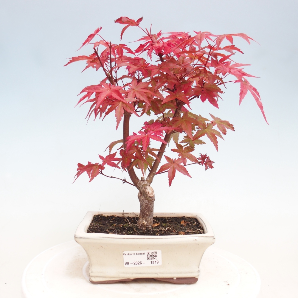 Bonsai voor buiten - Acer palmatum DESHOJO
