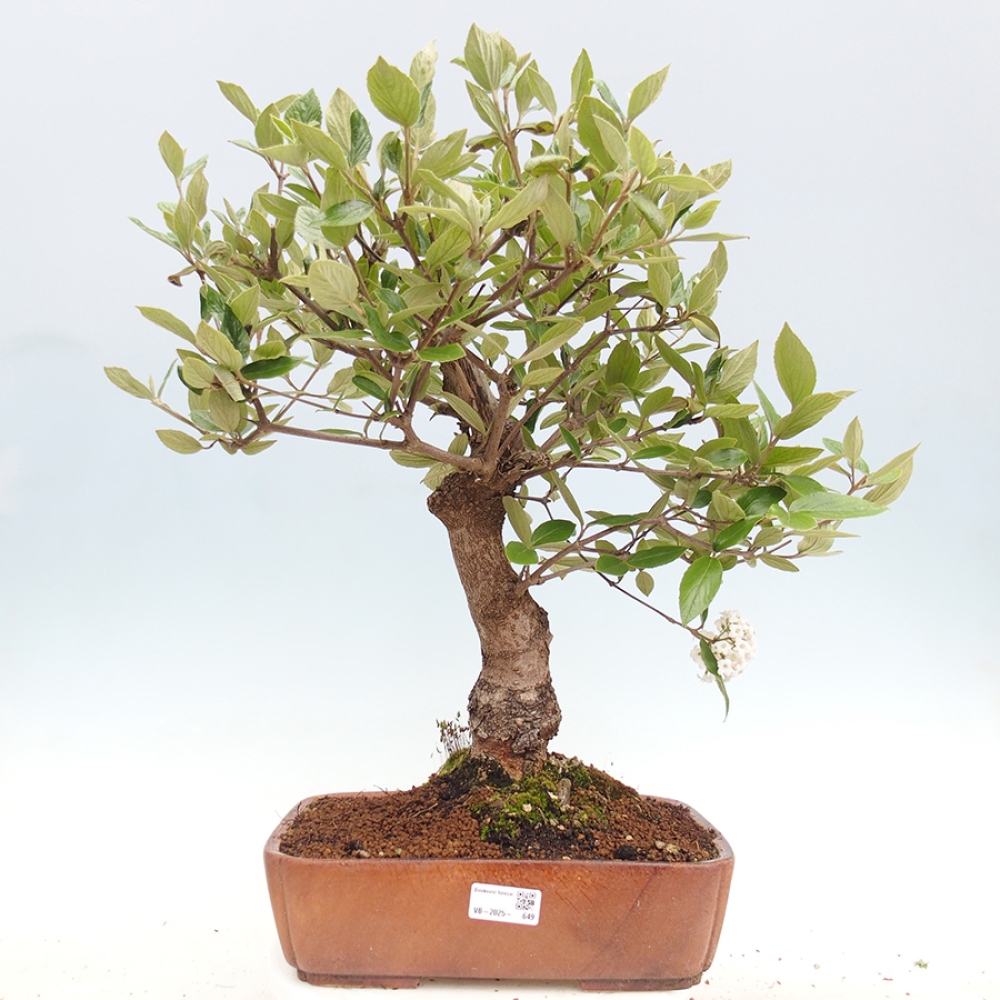 Bonsai voor buiten - Kalina Bodnanská - Viburum carlesii hemsi