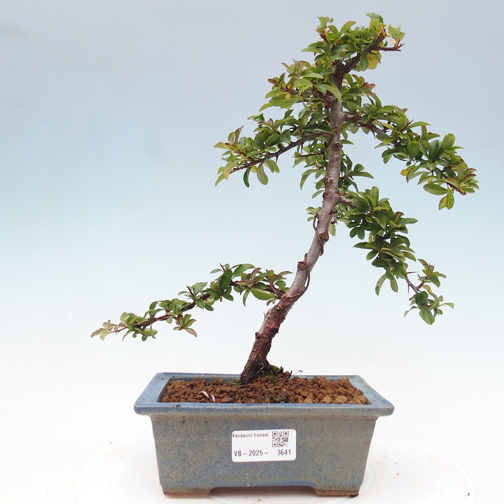 Bonsai-Pyracantha Teton voor buiten -Hlox