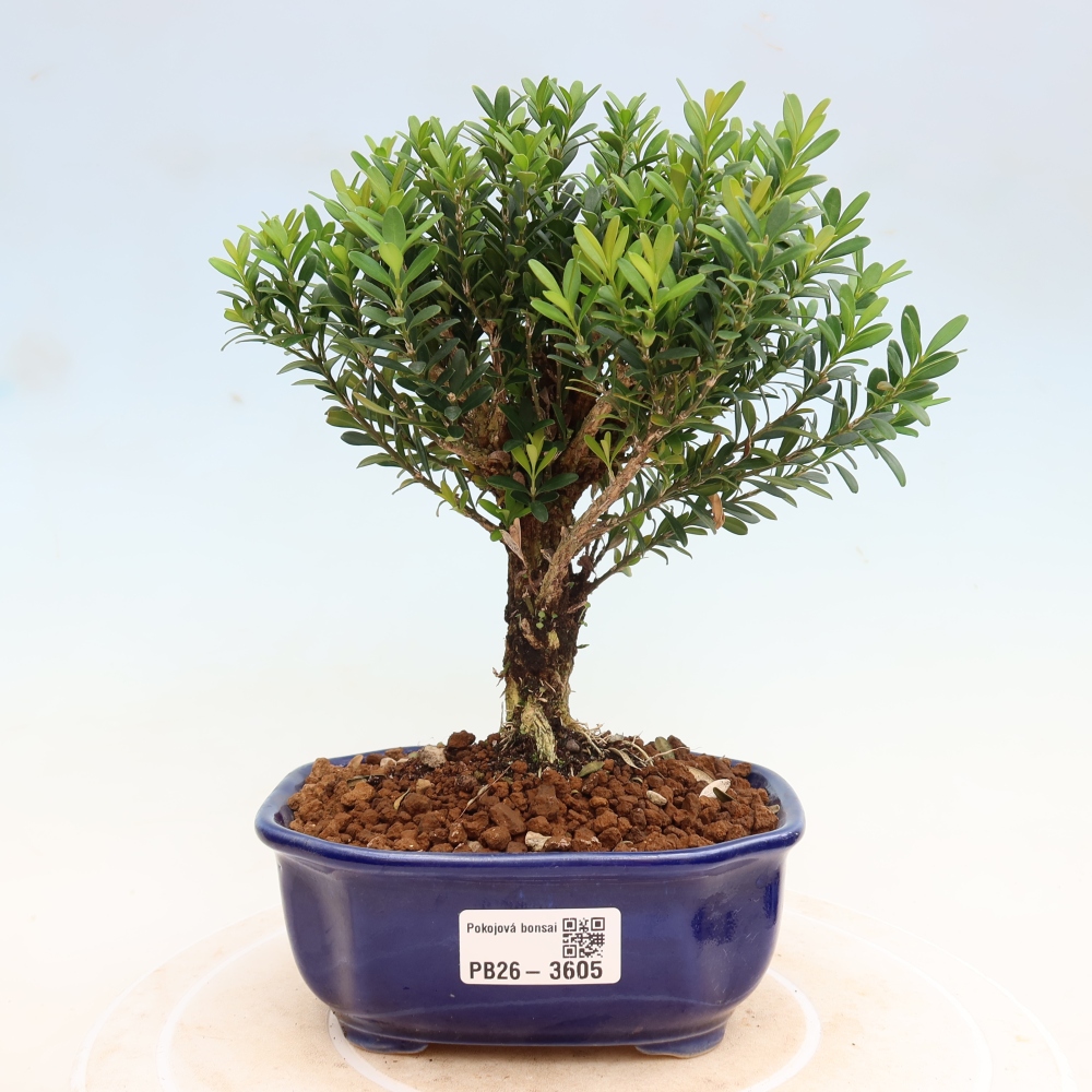 Kamerbonsai - Buxus harlandii - kurk buxus