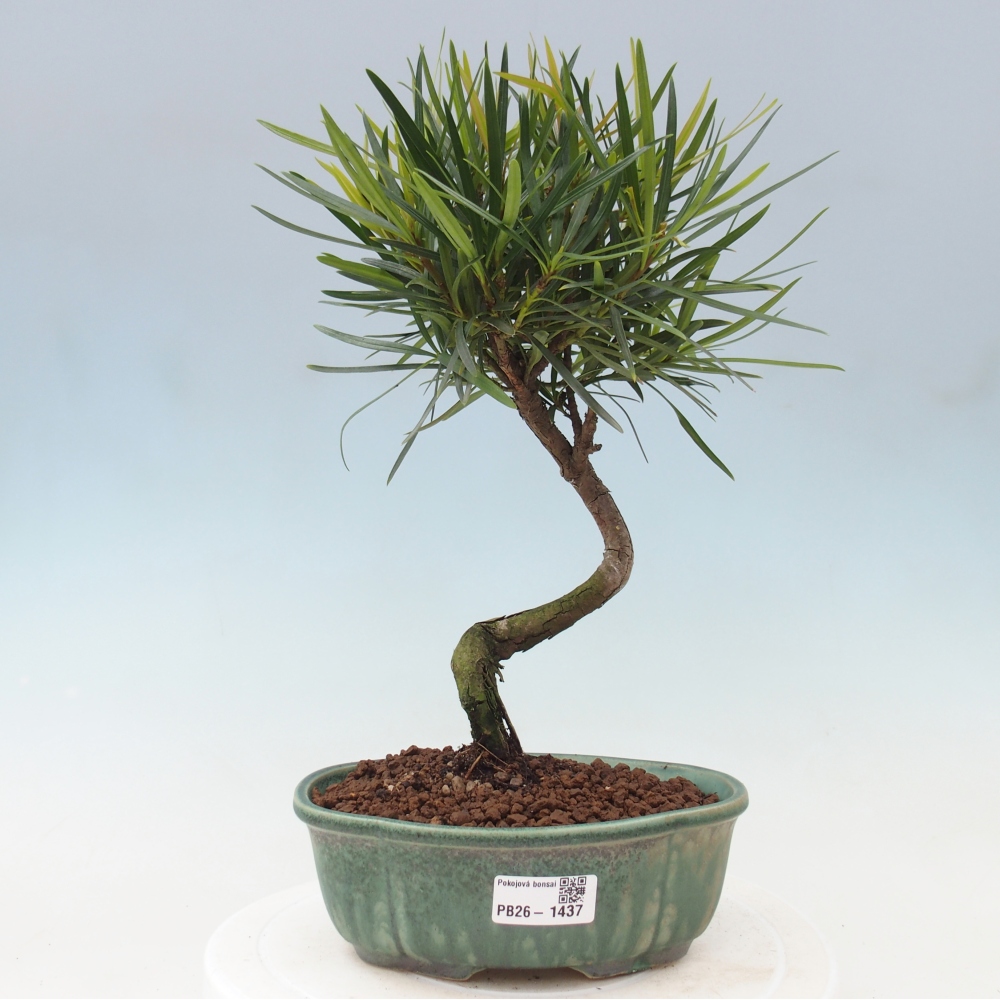 Kamerbonsai - Podocarpus - Taxus