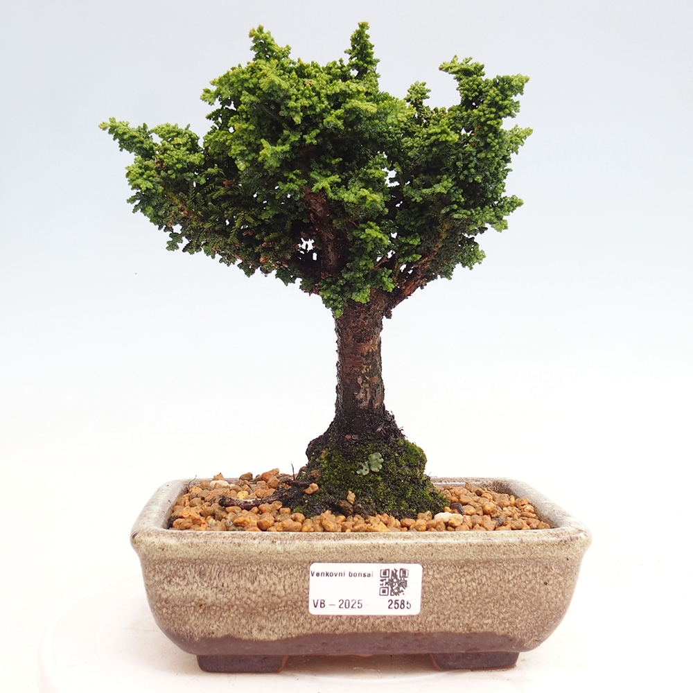 Bonsai voor buiten - Cham. obtusa SEKKA HINOKI - Cipres