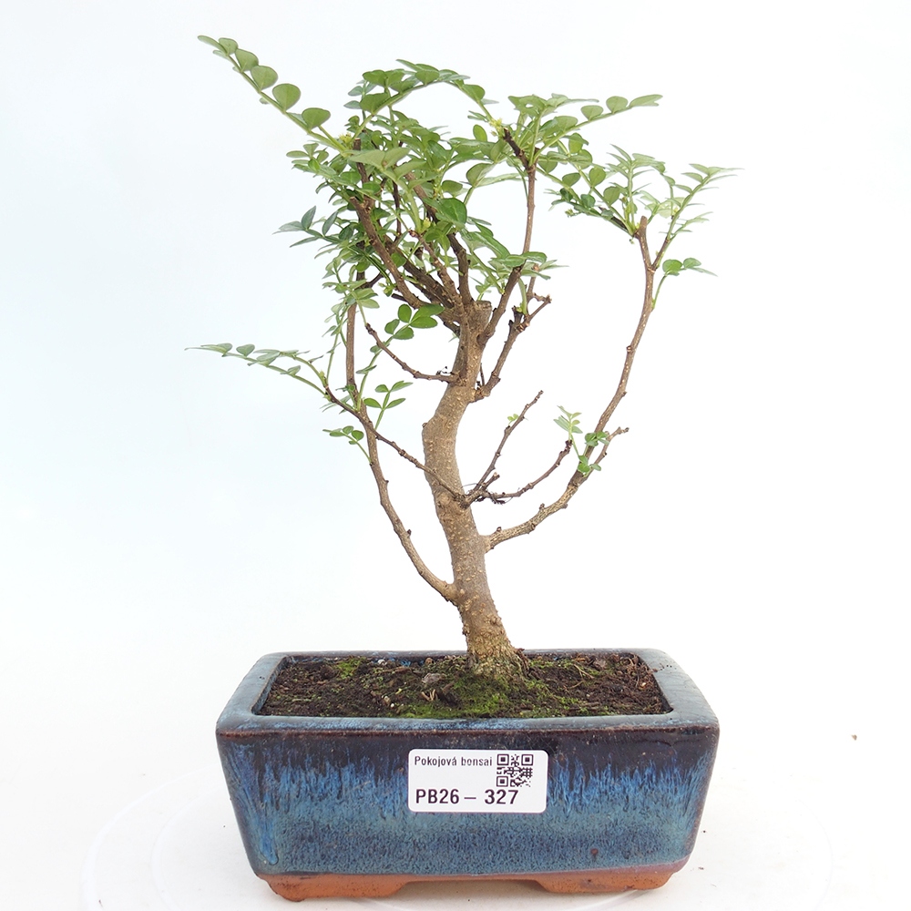 Kamerbonsai - Zantoxylum piperitum - peperboom