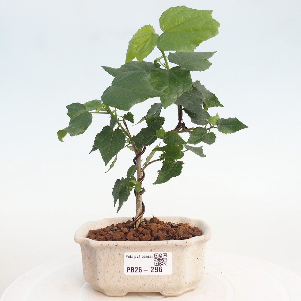 Bonsai voor binnen - Malvaviscus arboreus