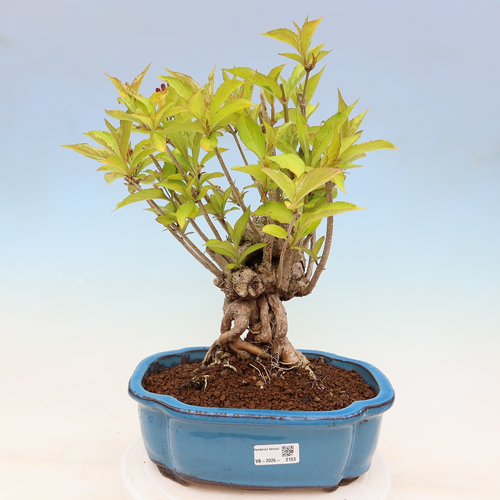 Buitenbonsai - Weigela subsessilis - Koreaanse weigela