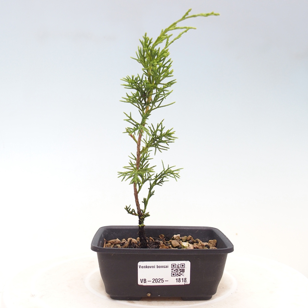 Bonsai voor buiten - Juniperus chinensis Itoigawa