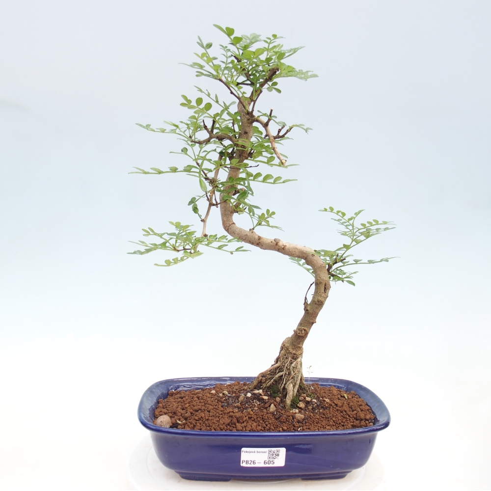 Kamerbonsai - Zantoxylum piperitum - peperboom