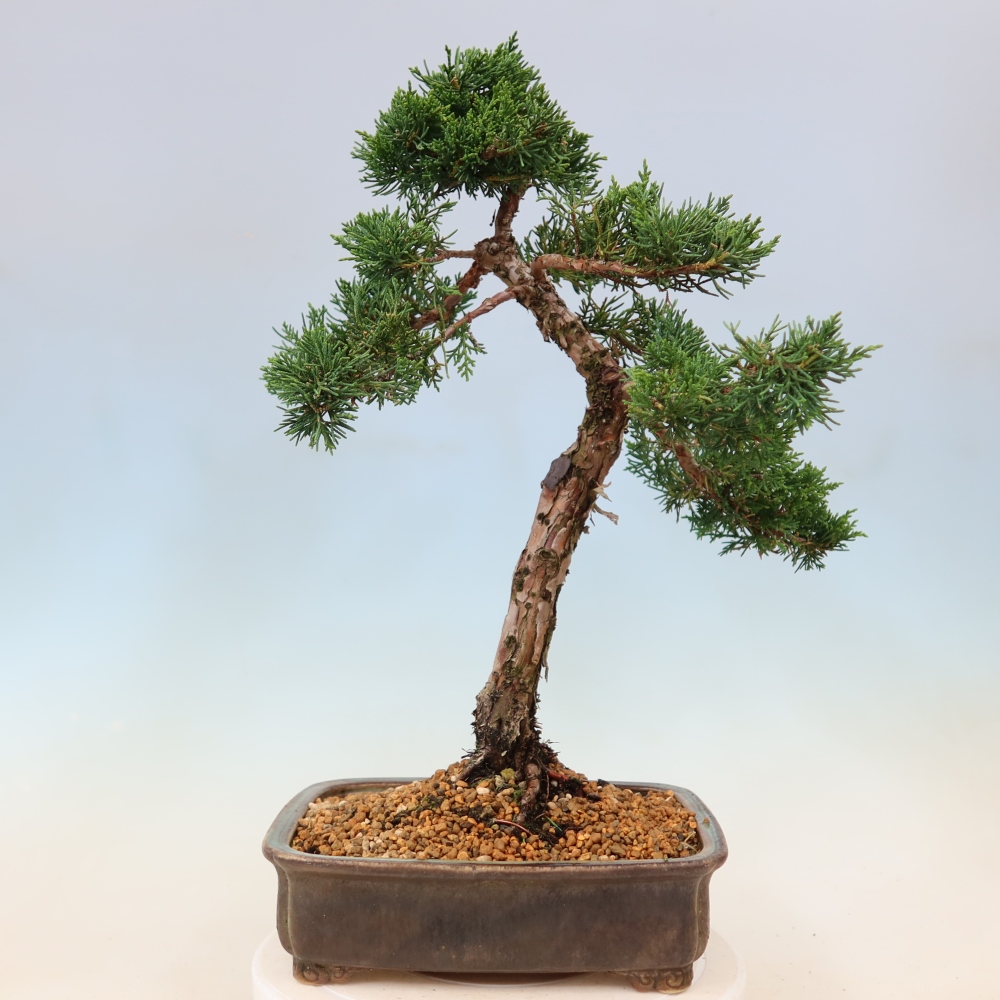 Bonsai voor buiten - Juniperus chinensis Kishu