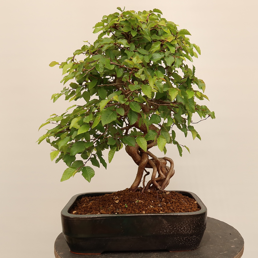 Bonsai voor buiten -Carpinus Coreana - Koreaanse haagbeuk
