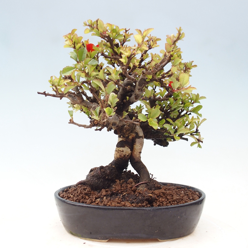 Bonsai voor buiten - Chaneomeles speciosa - Kweepeer