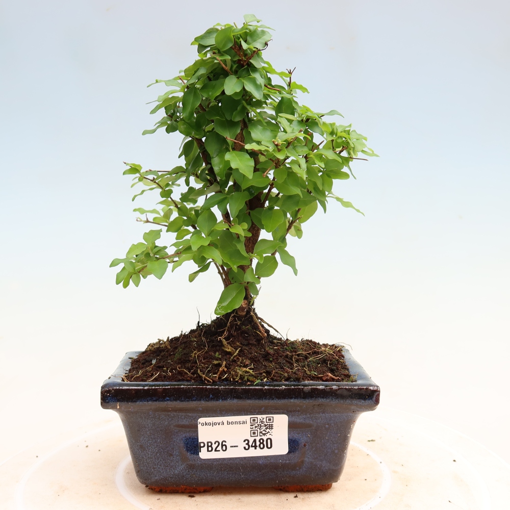 Kamerbonsai -Ligustrum chinensis - Vogelsnavel