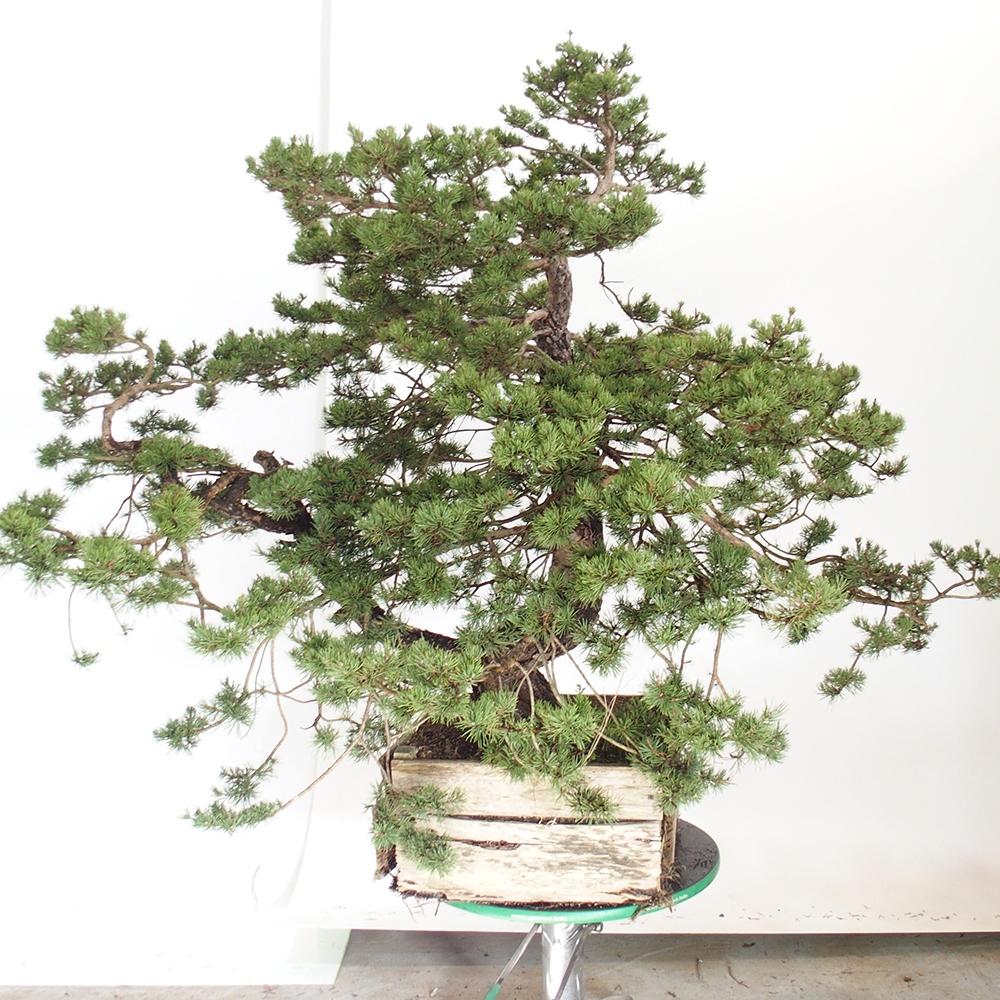 Yamadori - Pinus sylvestris Spanje