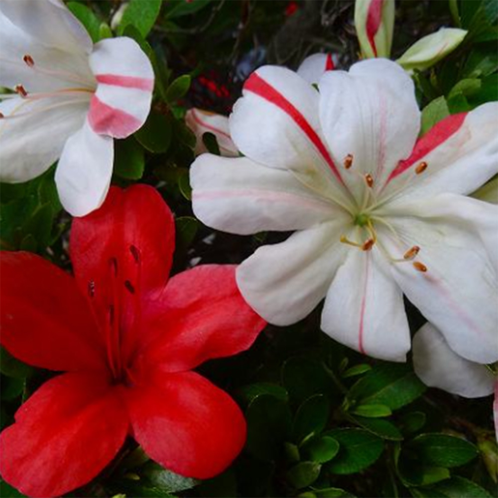 Bonsai voor buiten - Japanse Azalea - Azalea Nishikie