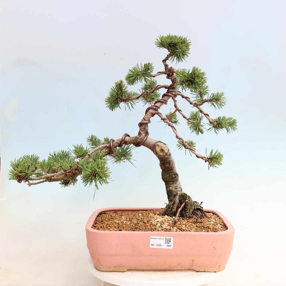 Bonsai voor buiten - Pinus mugo Humpy  - Bergden