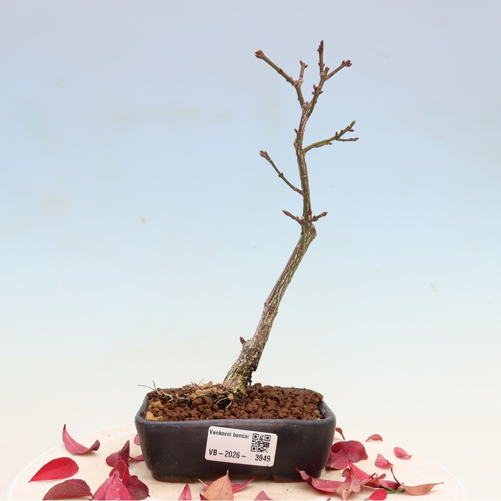 Bonsai voor buiten -  Euonymus alatus comactus  - gevleugelde spindelstruik