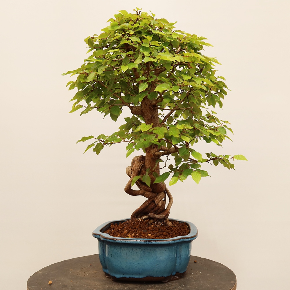 Bonsai voor buiten -Carpinus Coreana - Koreaanse haagbeuk