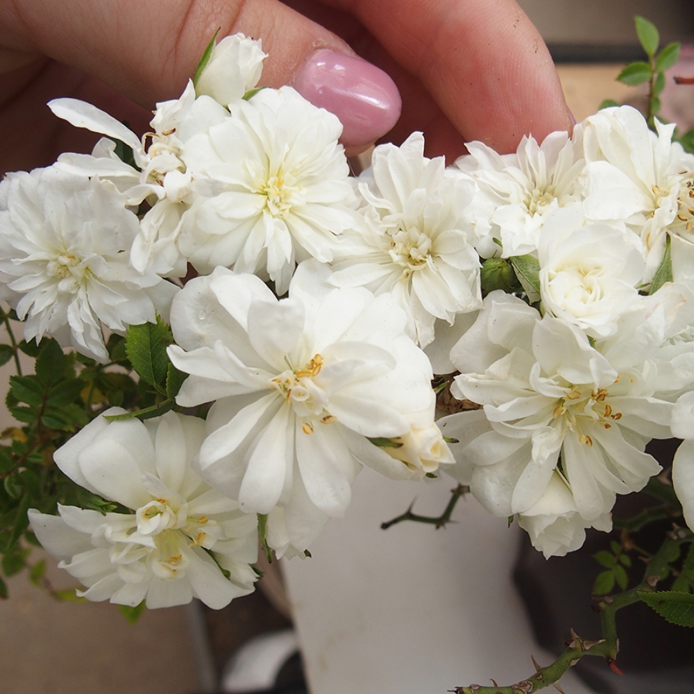Bonsai voor buiten - Rosa Sea Foam - roos