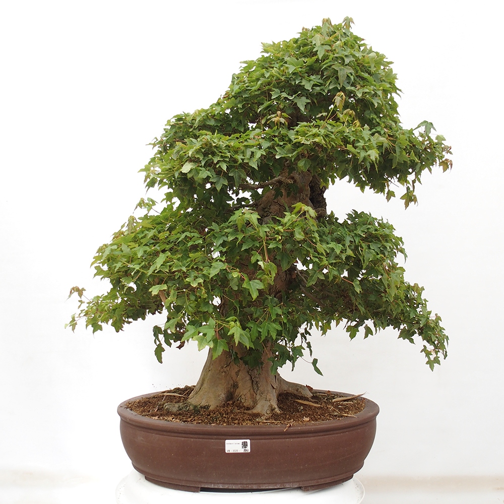 Bonsai voor buiten - Acer Buergerianum - Burgeresdoorn