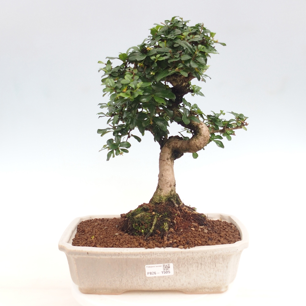 Kamerbonsai - Carmona macrophylla - Thee fuki