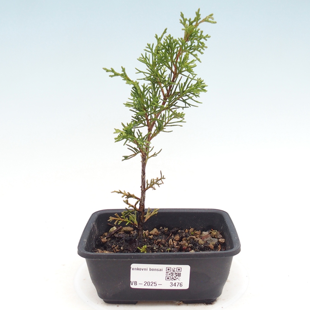 Bonsai voor buiten - Juniperus chinensis Itoigawa
