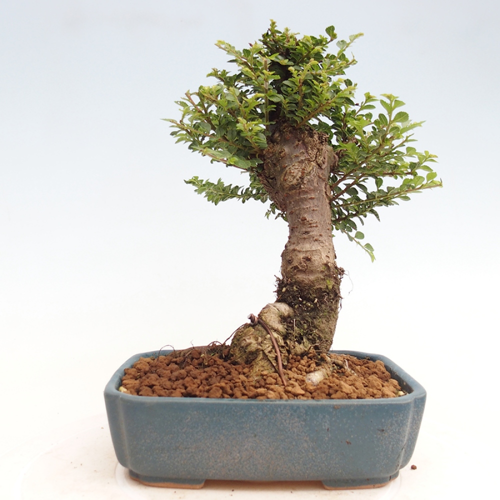 Bonsai voor buiten - Ulmus parvifolia Hokkaido - Chinese iep