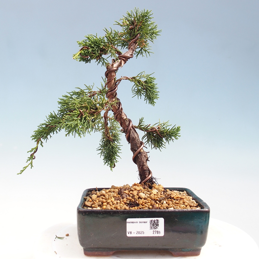 Bonsai voor buiten - Juniperus chinensis Kishu