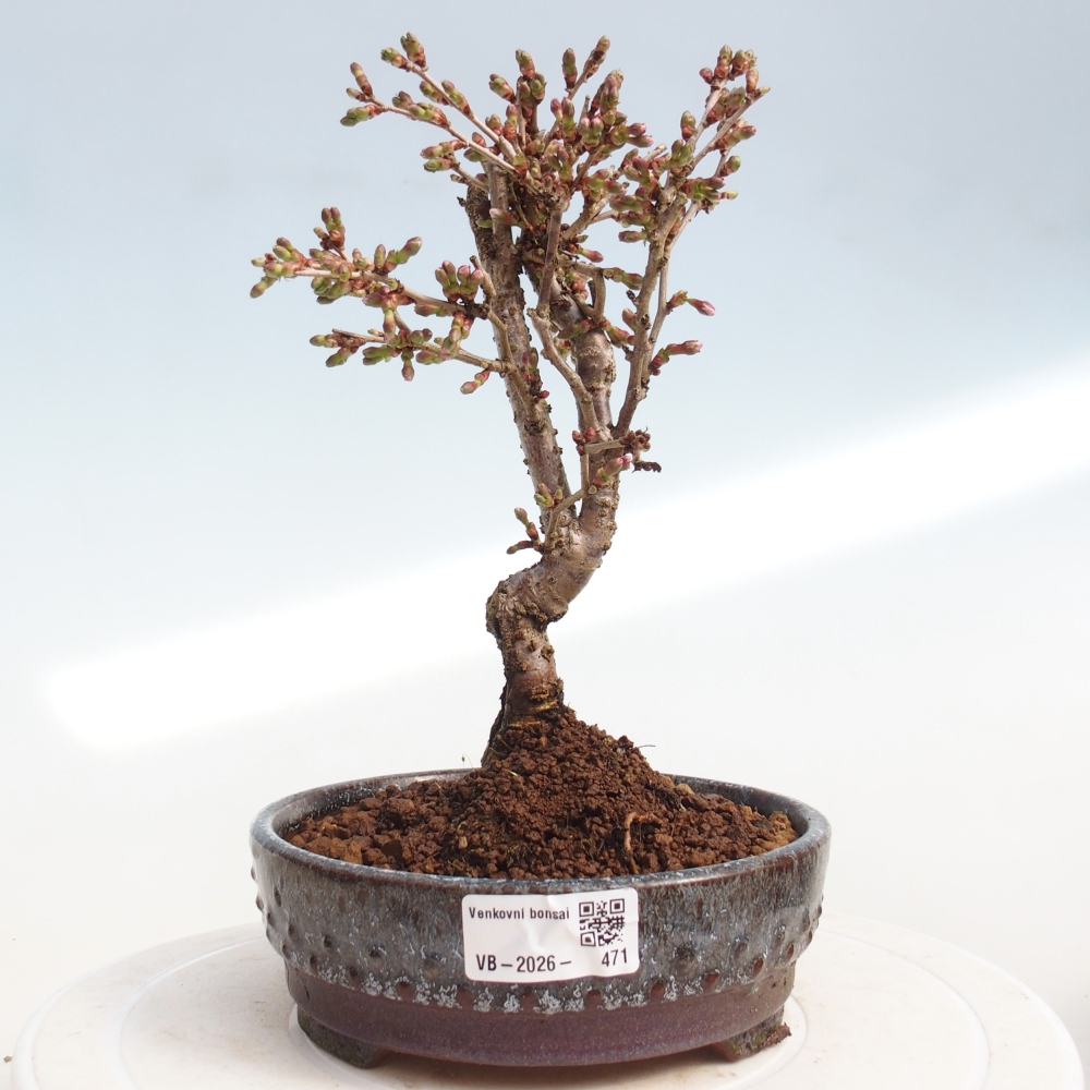 Bonsai voor buiten - Prunus incisa Kojou-no mai-Plivon uitgesneden