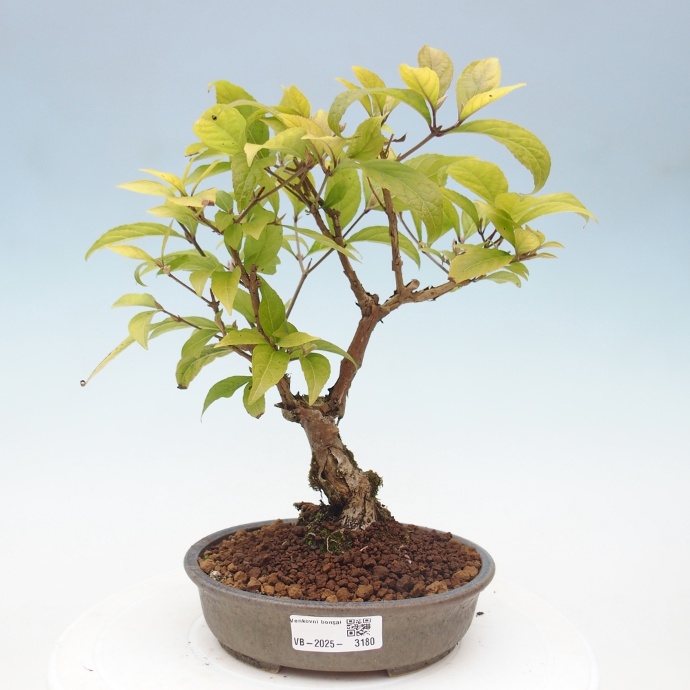 Bonsai voor buiten - Callicarpa japonica