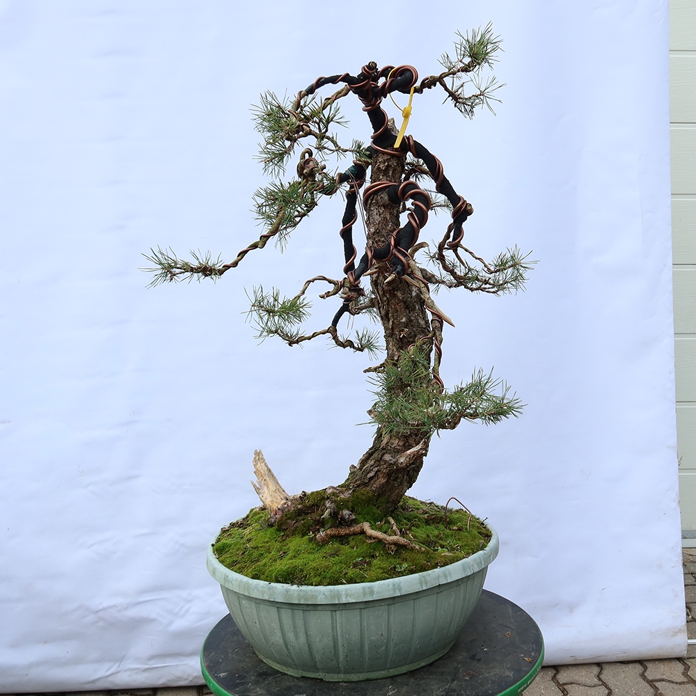 Pinus sylvestris Spanje - grove den