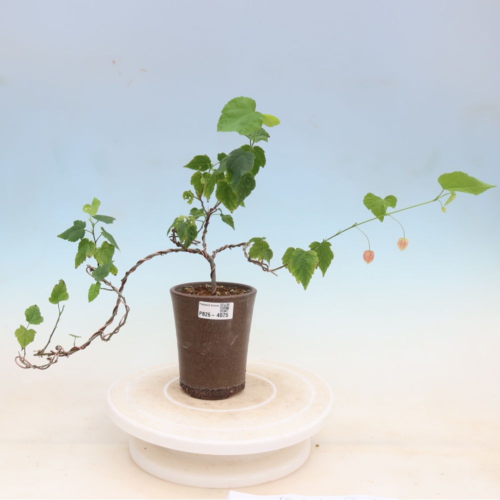 Bonsai voor binnen - Abutilon Big Bell - Cloudberry