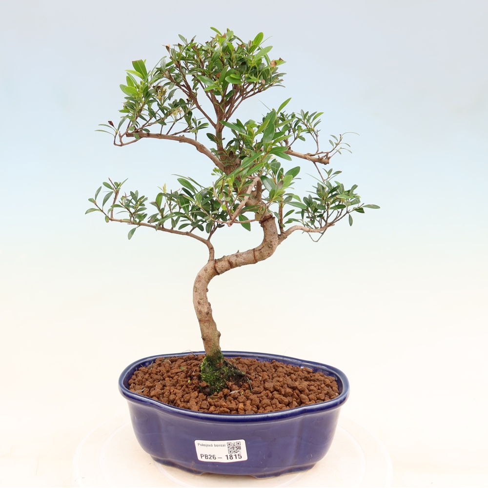 Kamerbonsai - Syzygium - Pimento