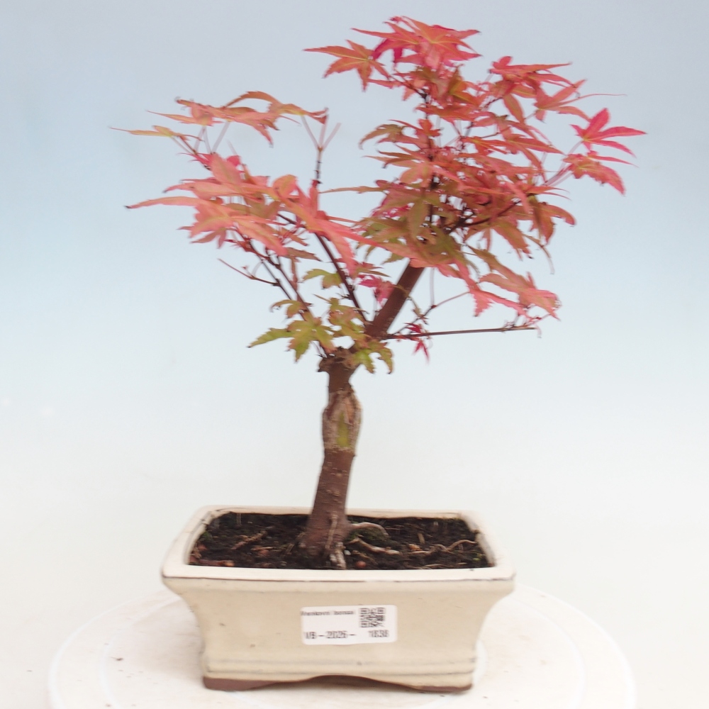 Bonsai voor buiten - Acer palmatum DESHOJO