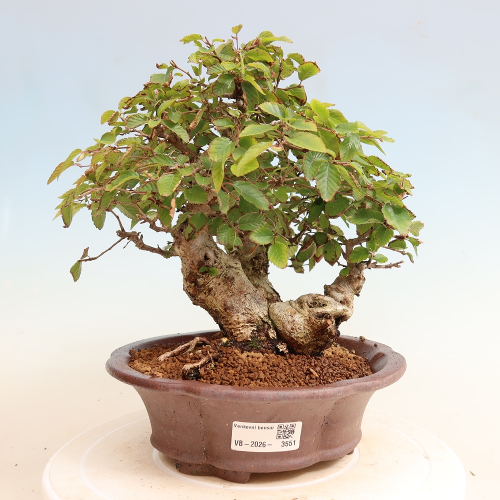 Bonsai voor buiten -Carpinus CARPINOIDES - Koreaanse haagbeuk