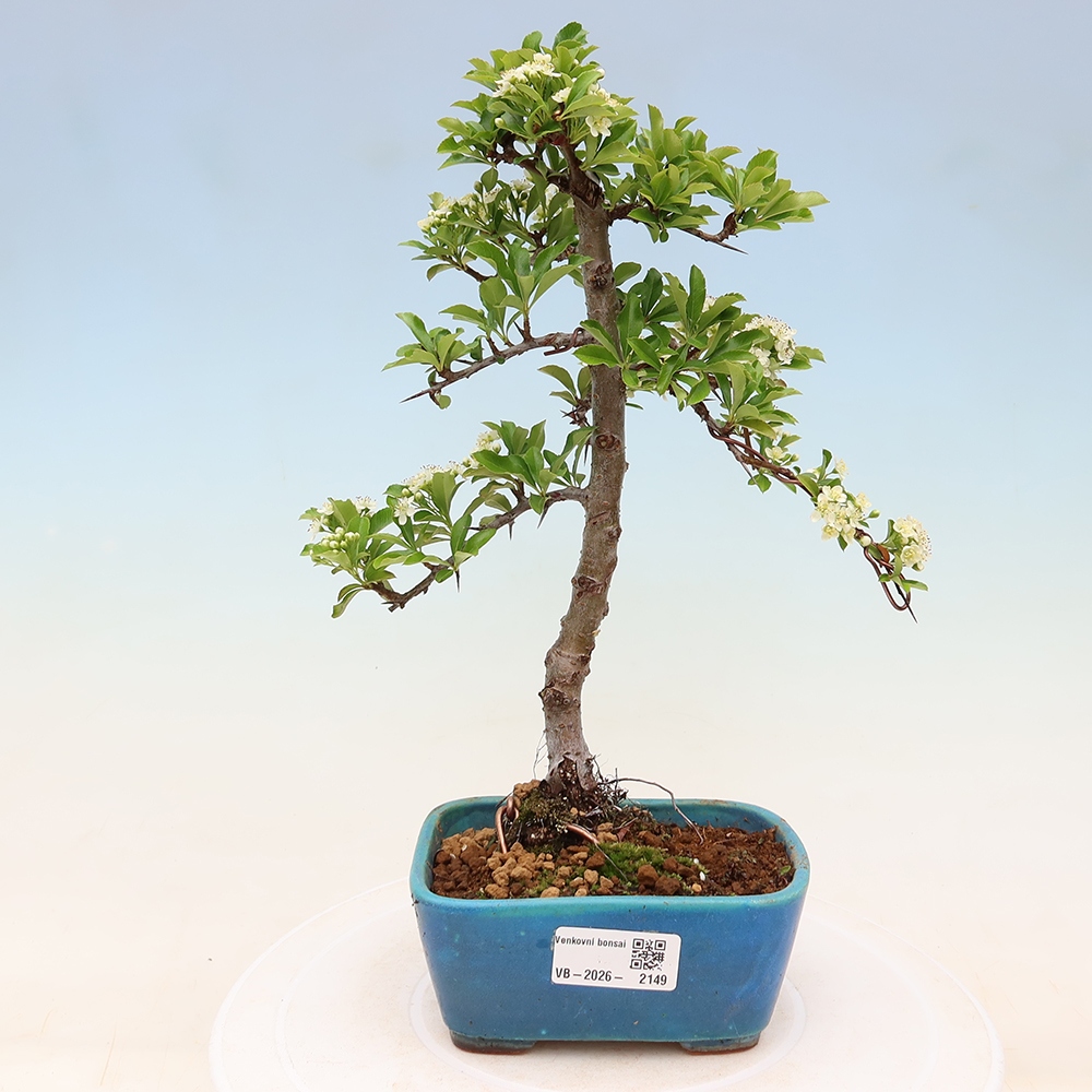 Buitenbonsai - Pyracantha teton - Vuurdoorn