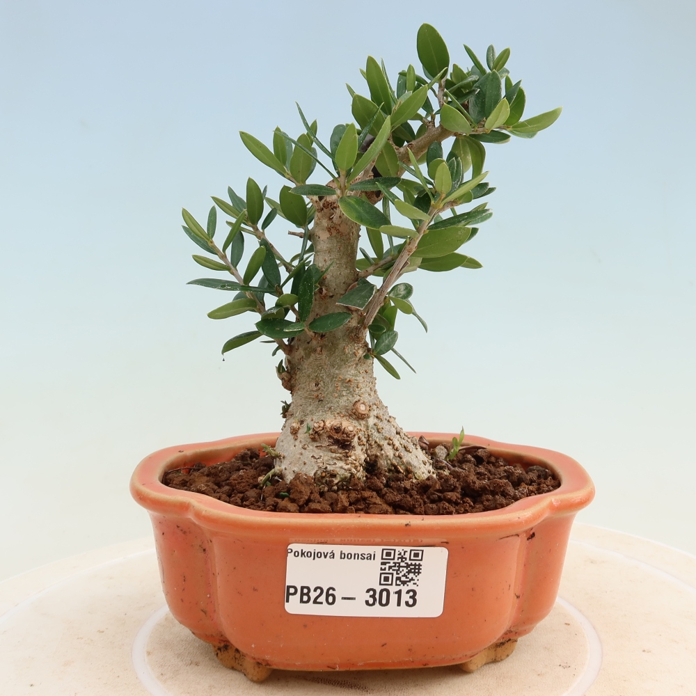 Bonsai voor binnen - Olea europaea sylvestris