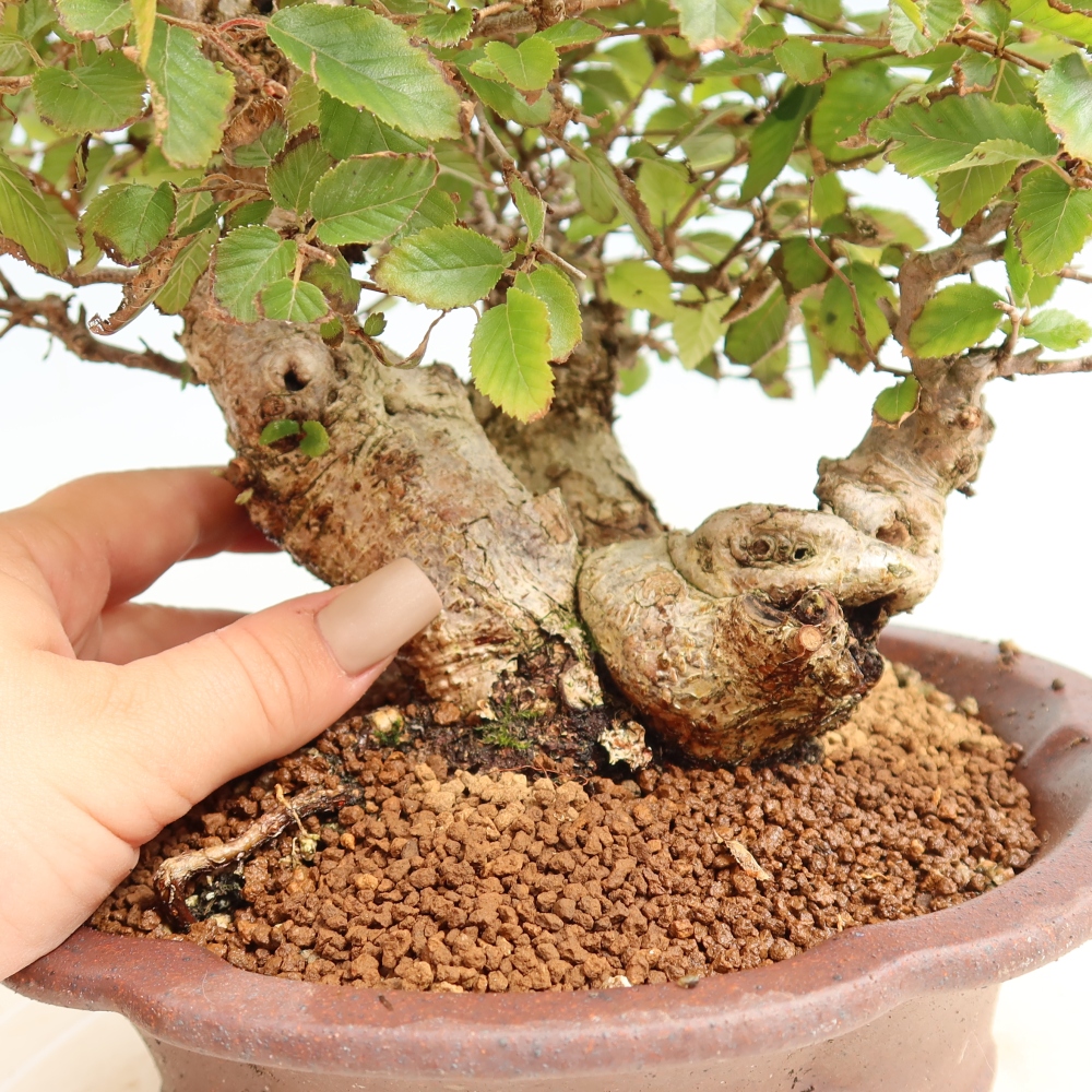 Bonsai voor buiten -Carpinus CARPINOIDES - Koreaanse haagbeuk